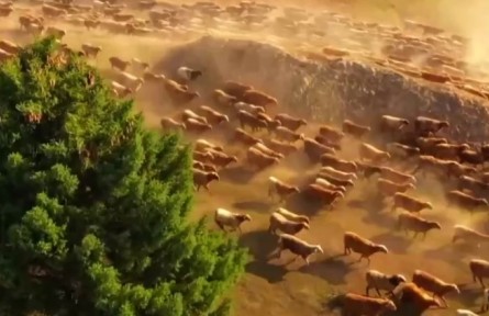 新疆：七百萬(wàn)牲畜開(kāi)始春季轉(zhuǎn)場(chǎng)