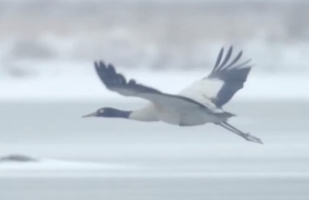 湖北陽(yáng)新網(wǎng)湖濕地：春江水暖 鳥(niǎo)兒自在游