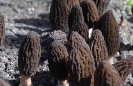 浙江慶元：羊肚菌迎豐收