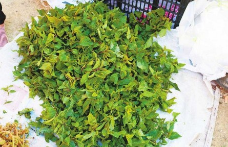 快，來云南吃春菜嘍！