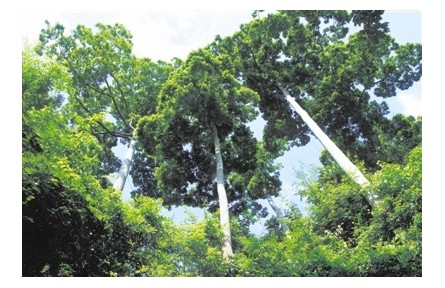 物種故事 | 望天樹(shù)：熱帶雨林中的“巨人”