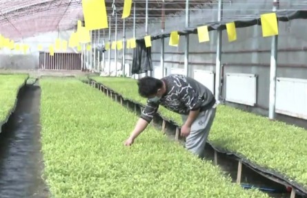 新疆：春耕好時節(jié) 育苗助豐年?