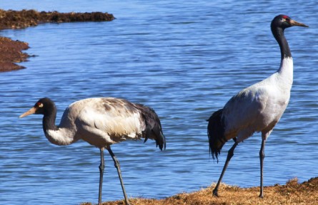 《大美中國(guó)·春天系列》貴州黑頸鶴