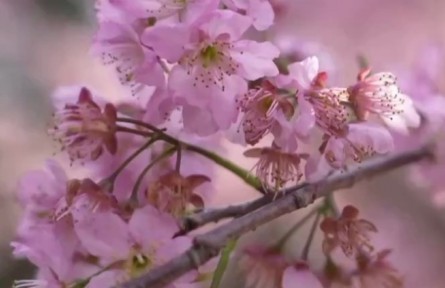 《大美中國(guó)·春天系列》春天的福建