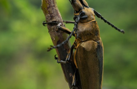 物種故事 | 威氏三櫛牛：沒想到吧？我居然是護妻狂魔！