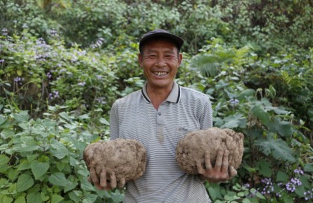 云南寧洱：順安村“小”魔芋托起村民“大”幸福