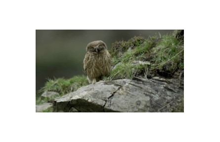 《祁連山國(guó)家公園》：鳥(niǎo)類(lèi)新生命  獸類(lèi)何以為家