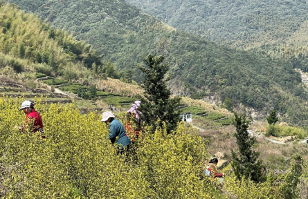浙江寧波奉化區(qū)：春茶陸續(xù)開采 進入繁忙采摘期