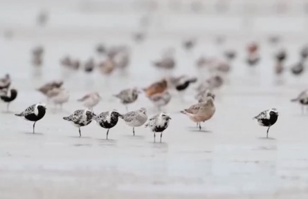 多措并舉使我國(guó)多數(shù)鳥(niǎo)類種群恢復(fù)性增長(zhǎng)