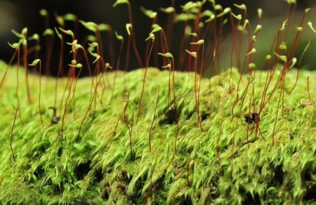 物種故事 | 毛葉梳蘚：豆芽？小草？其實(shí)我是最難辨認(rèn)的苔蘚