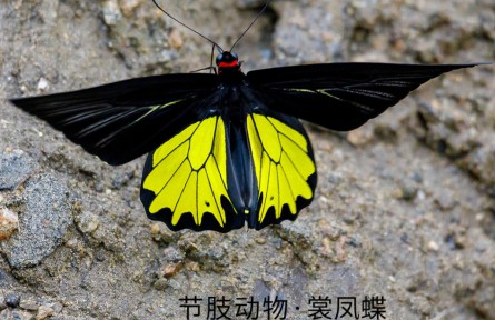 物種故事 | 裳鳳蝶：華美驚艷在破繭成蝶時