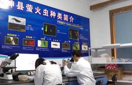 四川青神：螢火蟲迎來觀賞期 綠色產(chǎn)業(yè)帶動農(nóng)民增收