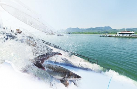 湖北宜昌推進(jìn)中華鱘保護(hù)區(qū)生態(tài)修復(fù)助力長江大保護(hù)