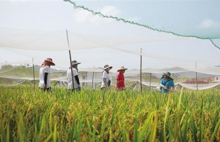 種業(yè)問題調(diào)查