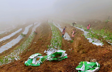 福建長?。罕鈳X村民種黃精得“黃金”