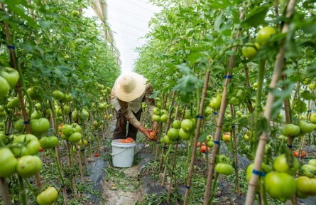 接力24小時(shí)：一顆“浙江菜”是如何發(fā)往上海的？
