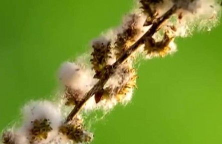 又到一年“飛絮”時(shí) 怎么防？怎么治？