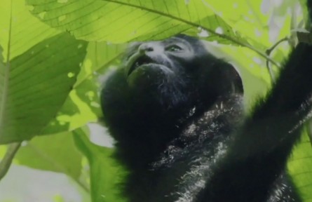 海南猿聲啼不?。●雎爜碜詿釒в炅值摹疤旎[之音”