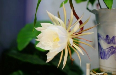 延時(shí)攝影：曇花一現(xiàn)