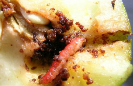 梨小食心蟲迷向絲，讓果樹“心病”有的治