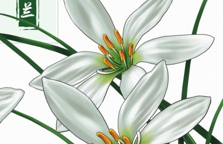 物種故事 | 蔥蘭：形似小蔥，翠葉白花，它開出了人間煙火的浪漫