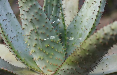 物種故事 | 蘆薈：你，學(xué)“薈”了么？