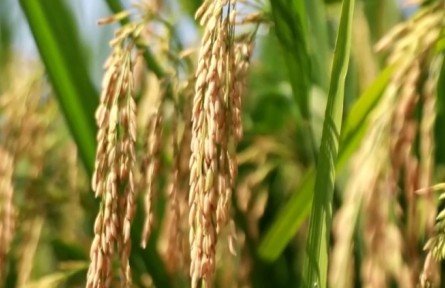 中國糧食保供穩(wěn)價(jià)有堅(jiān)實(shí)基礎(chǔ)