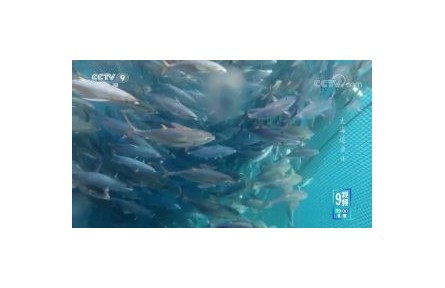《大海追魚》第4集 人魚之爭