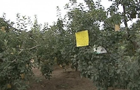 病蟲害綠色防控技術(shù)