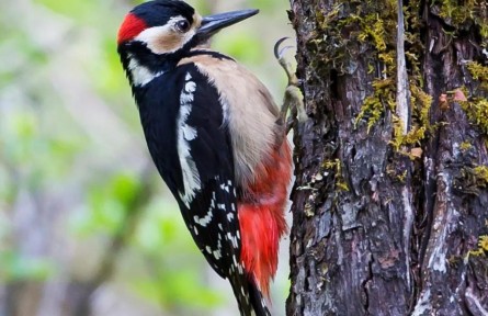 物種故事 | 大斑啄木鳥：亦正亦邪，我對自己的定位好糾結(jié)