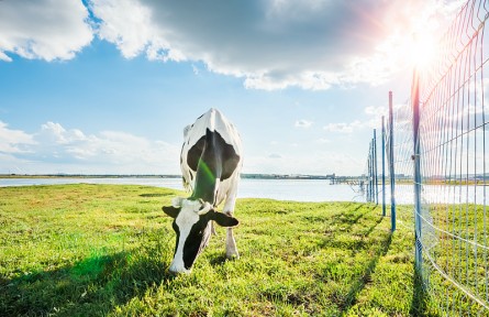 科普 | 南方牧草，作用知多少？