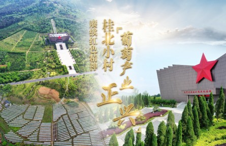 賡續(xù)紅色精神 桂北小村葡萄產(chǎn)業(yè)正興