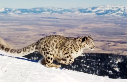 懟臉拍萌萌噠！西藏拉薩首次拍到雪豹紅外影像