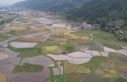 貴州天柱：推廣水稻機(jī)插技術(shù) 提高耕作效率