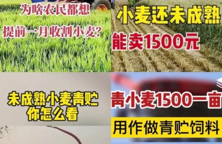 青小麥?zhǔn)崭町?dāng)飼料賣，一畝1500元？農(nóng)業(yè)農(nóng)村部：嚴(yán)查毀麥行為！