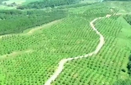 安徽：林長制推動(dòng)綠色經(jīng)濟(jì)加速發(fā)展