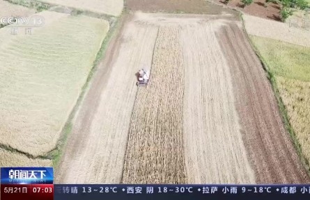 小滿(mǎn)小滿(mǎn)，麥粒漸滿(mǎn)！我國(guó)夏糧豐收在望
