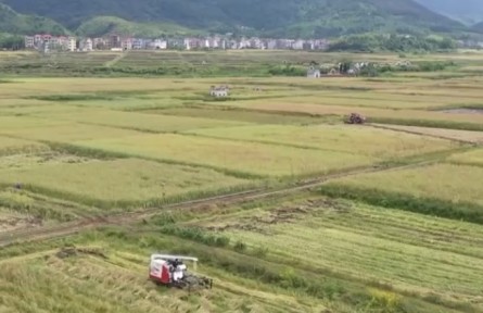 江西：強(qiáng)服務(wù) 搶農(nóng)時 收油菜種水稻
