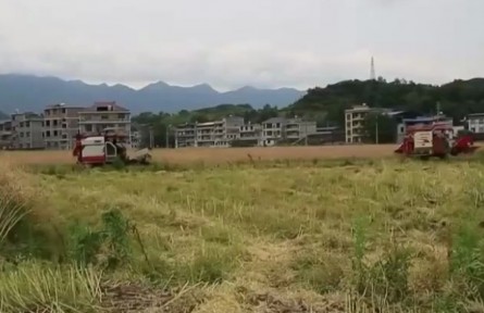 湘西：油菜豐收 機(jī)械化助力顆粒歸倉(cāng)