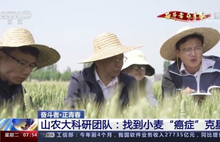 20年攻克小麥“癌癥” 這群青年用行動(dòng)守護(hù)“中國糧”