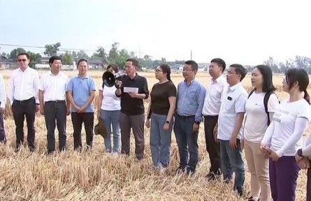四川廣漢：晚播小麥實(shí)收測產(chǎn) 畝產(chǎn)達(dá)600公斤