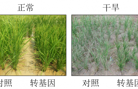 減少“水孔”！中國科學(xué)家發(fā)現(xiàn)讓水稻更抗旱的新基因