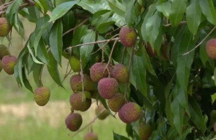 《區(qū)域全面經(jīng)濟伙伴關(guān)系協(xié)定》催生新商機 廣東茂名對RCEP國家荔枝出口量翻番