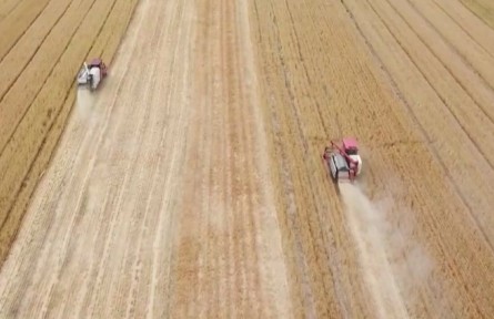 【在希望的田野上·三夏時(shí)節(jié)】夏糧主產(chǎn)區(qū)相繼開鐮 機(jī)收減損促增產(chǎn)