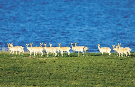 濕地保護(hù)法6月1日起正式實(shí)施 國(guó)家林草局持續(xù)加強(qiáng)濕地保護(hù)和修復(fù)