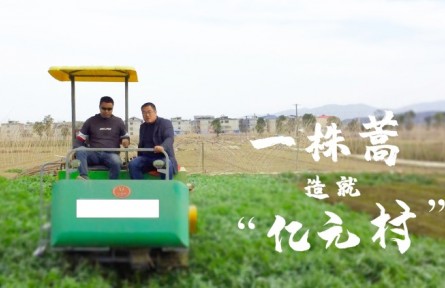 湖北陽新：一株蒿造就“億元村”