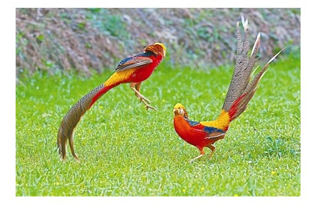 物種故事 | 紅腹錦雞：“人間鳳凰”說的就是我