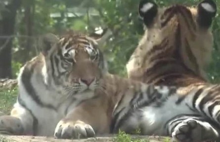 第51個世界環(huán)境日 中國珍稀保護動物物種不斷豐富