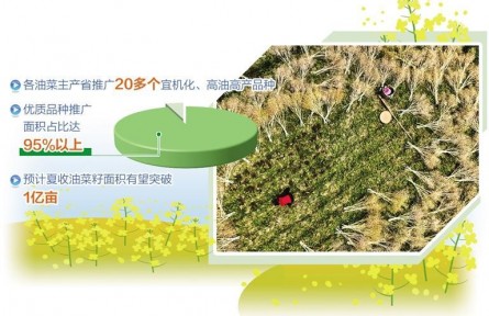 全國(guó)夏收油菜籽產(chǎn)銷(xiāo)兩旺 油菜產(chǎn)能提升成效初顯