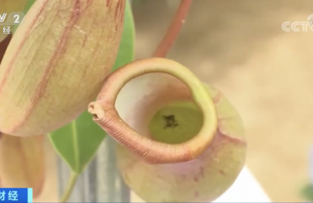 辟謠 | 驅蚊草、迷迭香……驅蚊捕蟲植物火了！真的能趕走蚊子嗎？